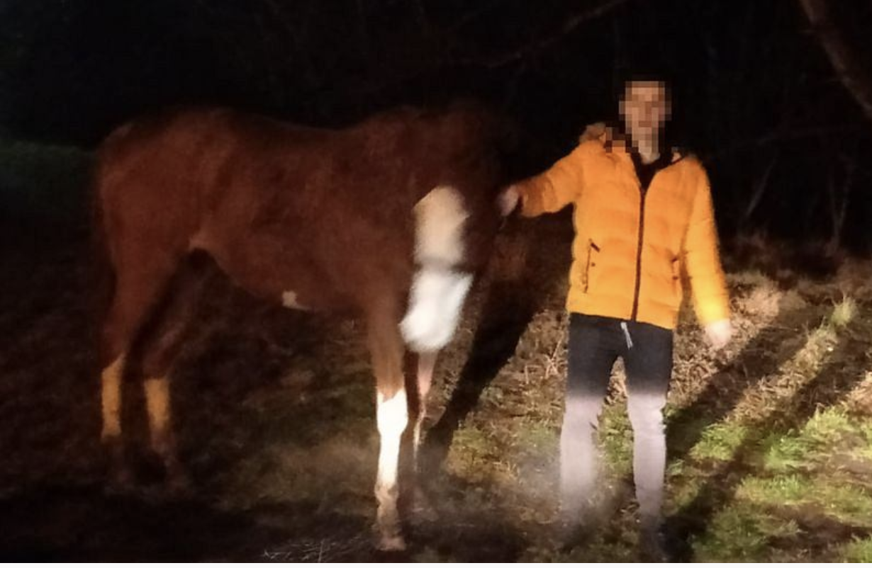 Man caught leading stolen horse up staircase of apartment block in Poland
